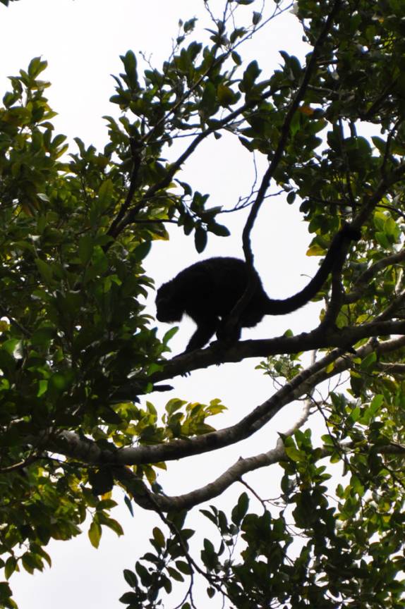 Um emocionante encontro com um barulhento bando de macacos bugil gritador, nas ruínas mayas de Caracol, em Belize, quase na fronteira com a Guatemala